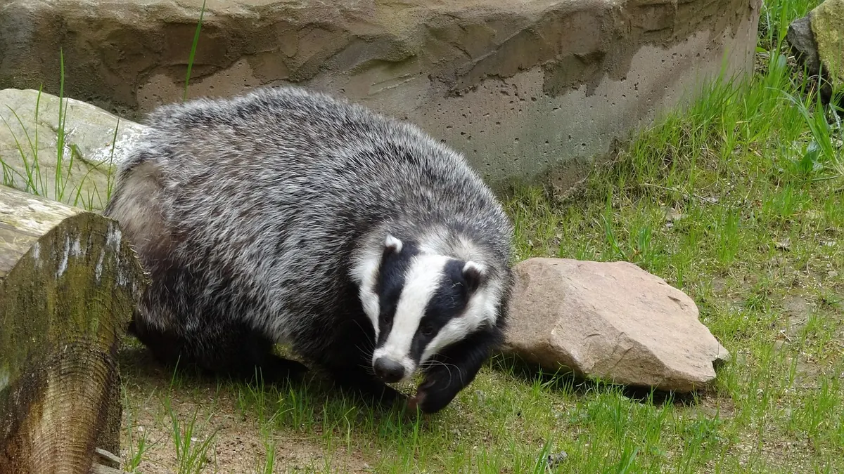 Why Badgers Dig: Excavation, Foraging and Sett Maintenance Explained